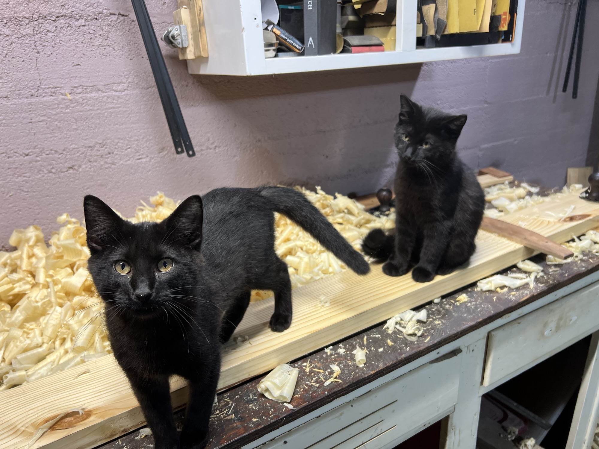 Cats Liam and Merri play in wood shavings on my workbench.